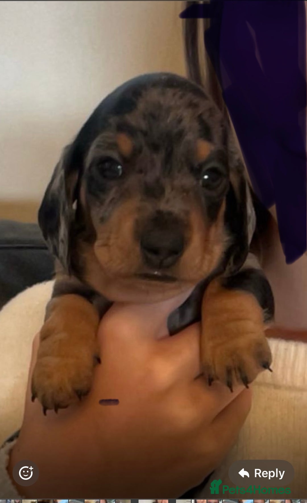 Miniature Dachshund dogs for sale: ⭐️LAST ONE⭐️KC REG Miniature Dachshund puppies  - Advert 8
