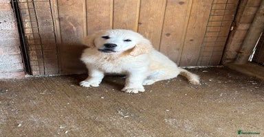 Golden Retriever dogs - Advert 1