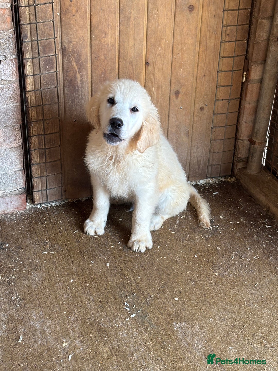 Golden Retriever dogs for sale: Golden Retriever Puppy - Image 2