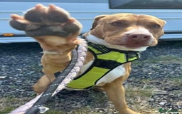 Mixed Breed dogs for adoption: Meet Tally, currently residing in Basildon - Image 2