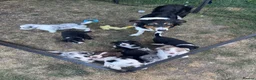 Border Collie dogs for sale: Border collie puppies  - Advert 9