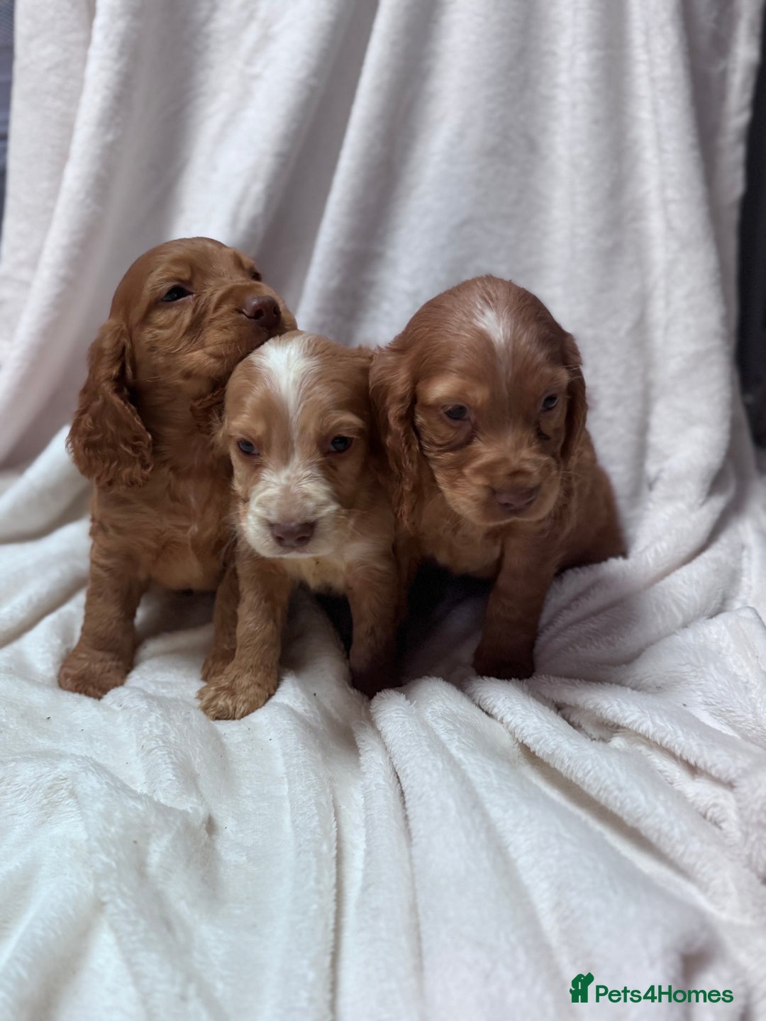 Cocker Spaniel dogs for sale: Cute cocker spaniel puppies for sale!! - Advert 3