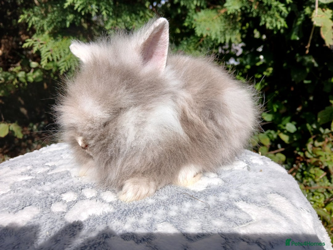 Lionhead rabbits for sale: Stunning DM Lionhead baby rabbits  - Image 10