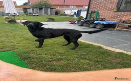 Mixed Breed dogs for sale: Black Lab x GSP puppies for sale - Image 10