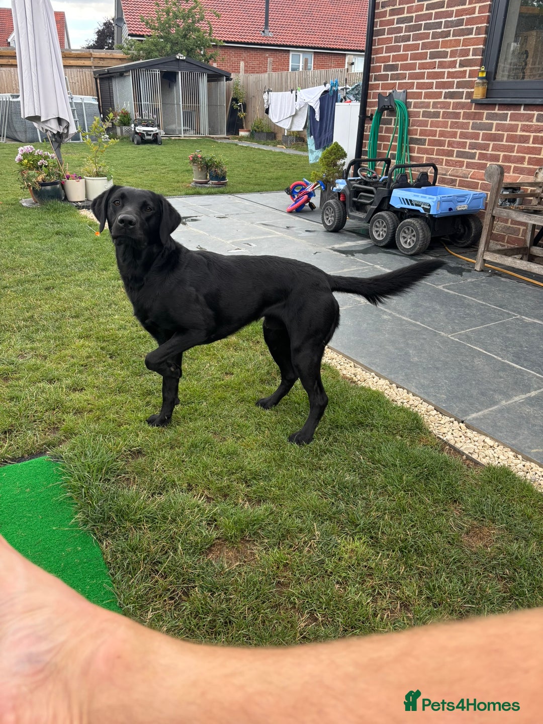 Mixed Breed dogs for sale: Black Lab x GSP puppies for sale - Image 10
