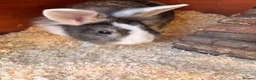 Mini Lion Lop rabbits for sale: Two female rabbits bonded pair, Lop X lionhead.  - Advert 4