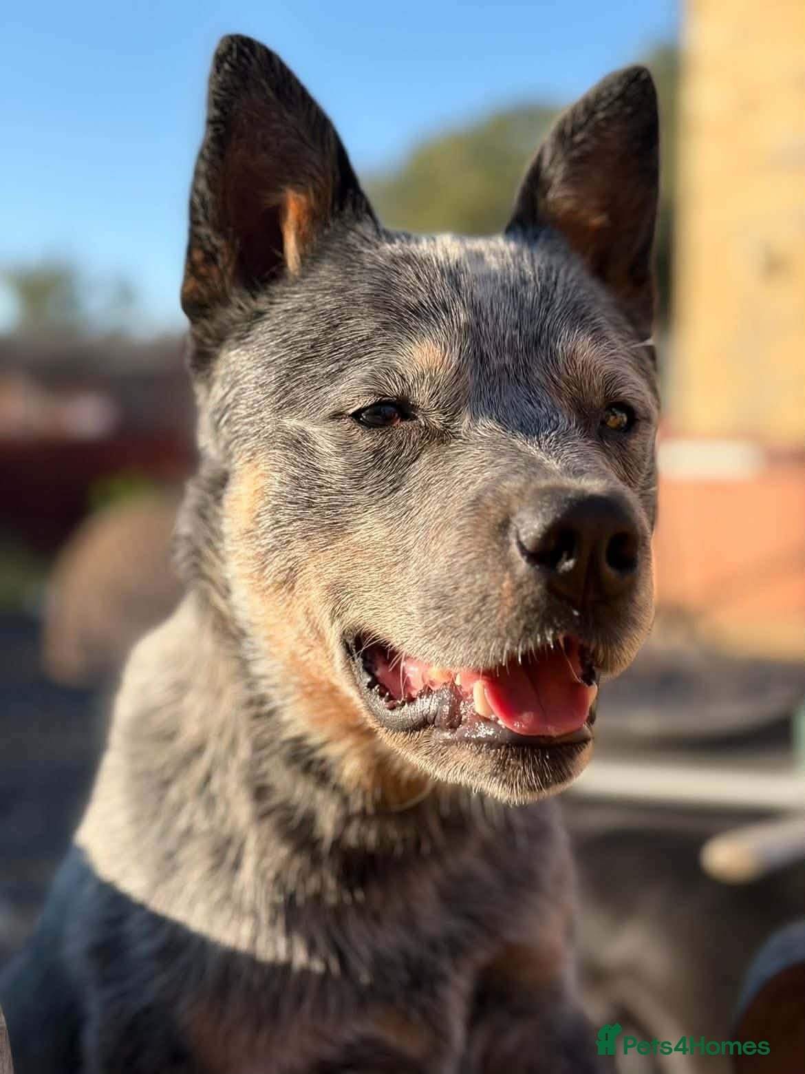 Mixed Breed dogs Australian Kelpie x Australian cattle dog puppies - Advert 2