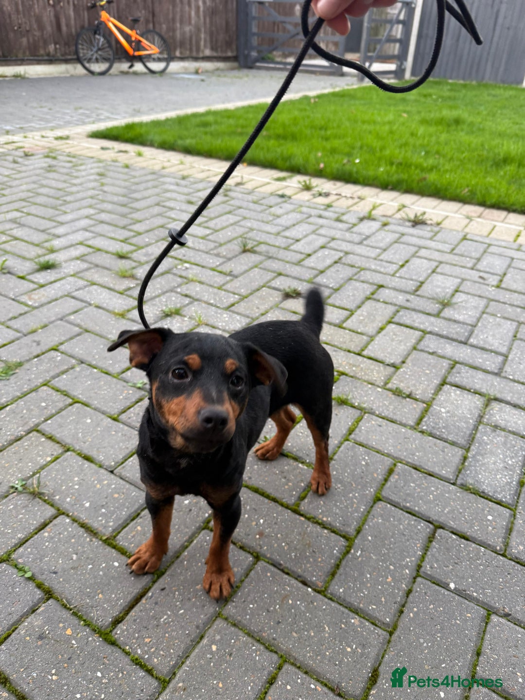 Jack Russell dogs for sale: Jack Russell terrier 15 months old - Advert 3