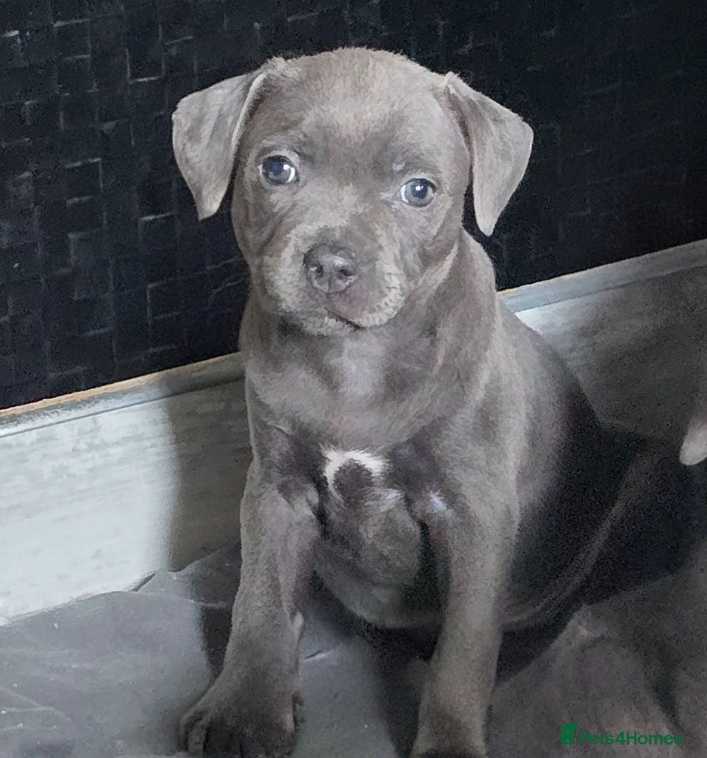 Staffordshire Bull Terrier dogs Stunning KC reg SBT BLUE PUPS - Advert 2