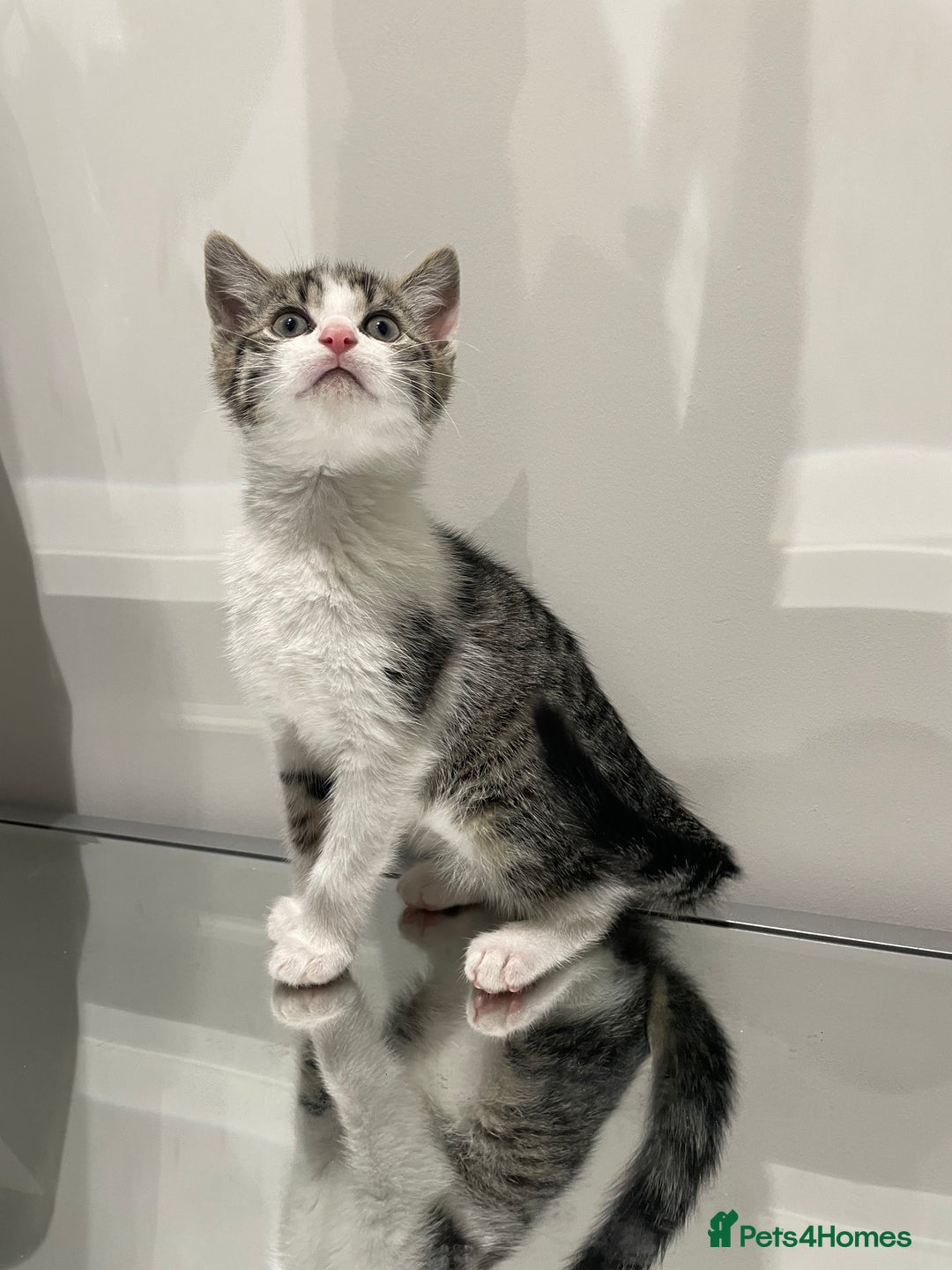 Mixed Breed cats for sale: Beautiful kittens ready to go now  - Advert 12