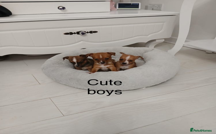 Chihuahua dogs - Advert 2
