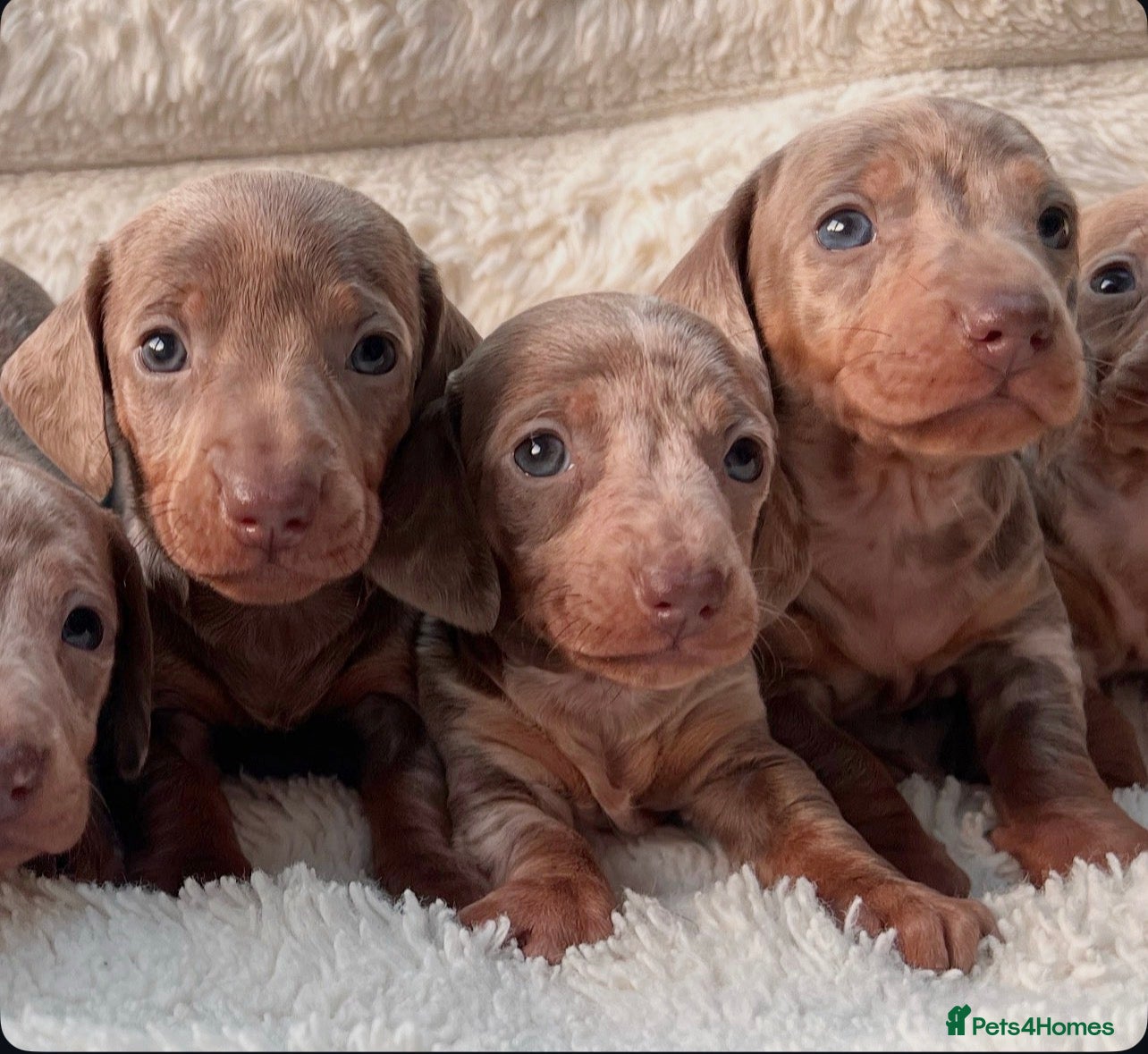 Miniature Dachshund dogs Miniature dachshunds  - Advert 4