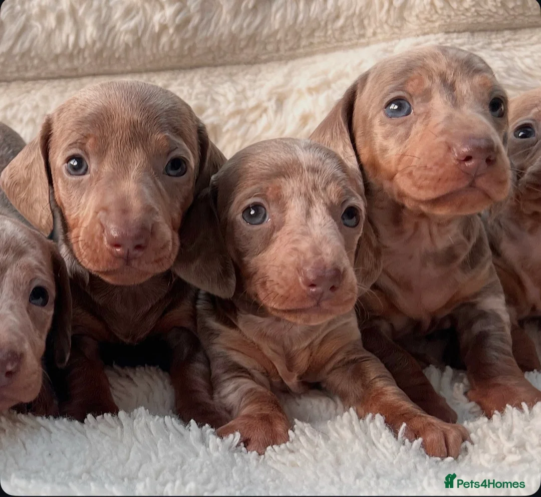 Miniature Dachshund dogs for sale: Miniature dachshunds  - Advert 1