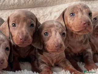 Miniature Dachshund dogs Miniature dachshunds - Advert 3