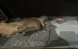 Chihuahua dogs for sale: Puppies chihuahuas 1 boy and 2 little princesses  - Image 11