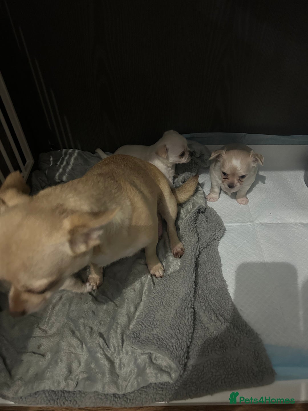 Chihuahua dogs for sale: Puppies chihuahuas 1 boy and 2 little princesses  - Image 11