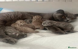 British Shorthair cats for sale:  👑 GCCF Purebred British Shorthair kittens 👑 - Image 6