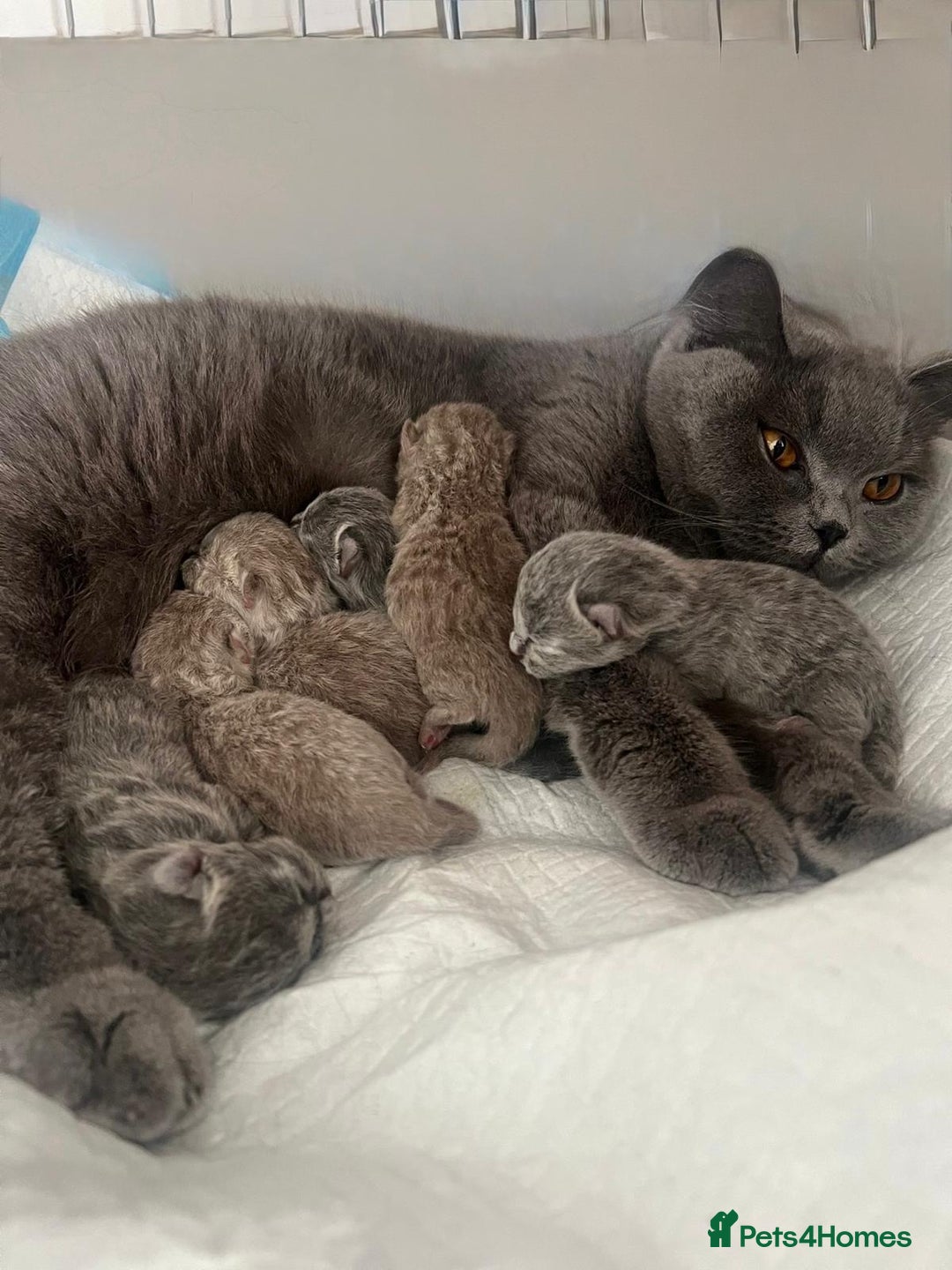 British Shorthair cats for sale:  👑 GCCF Purebred British Shorthair kittens 👑 - Image 6