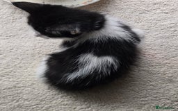 Mixed Breed cats for sale: Heart-Marked & Beautiful Kittens Ready - Image 4