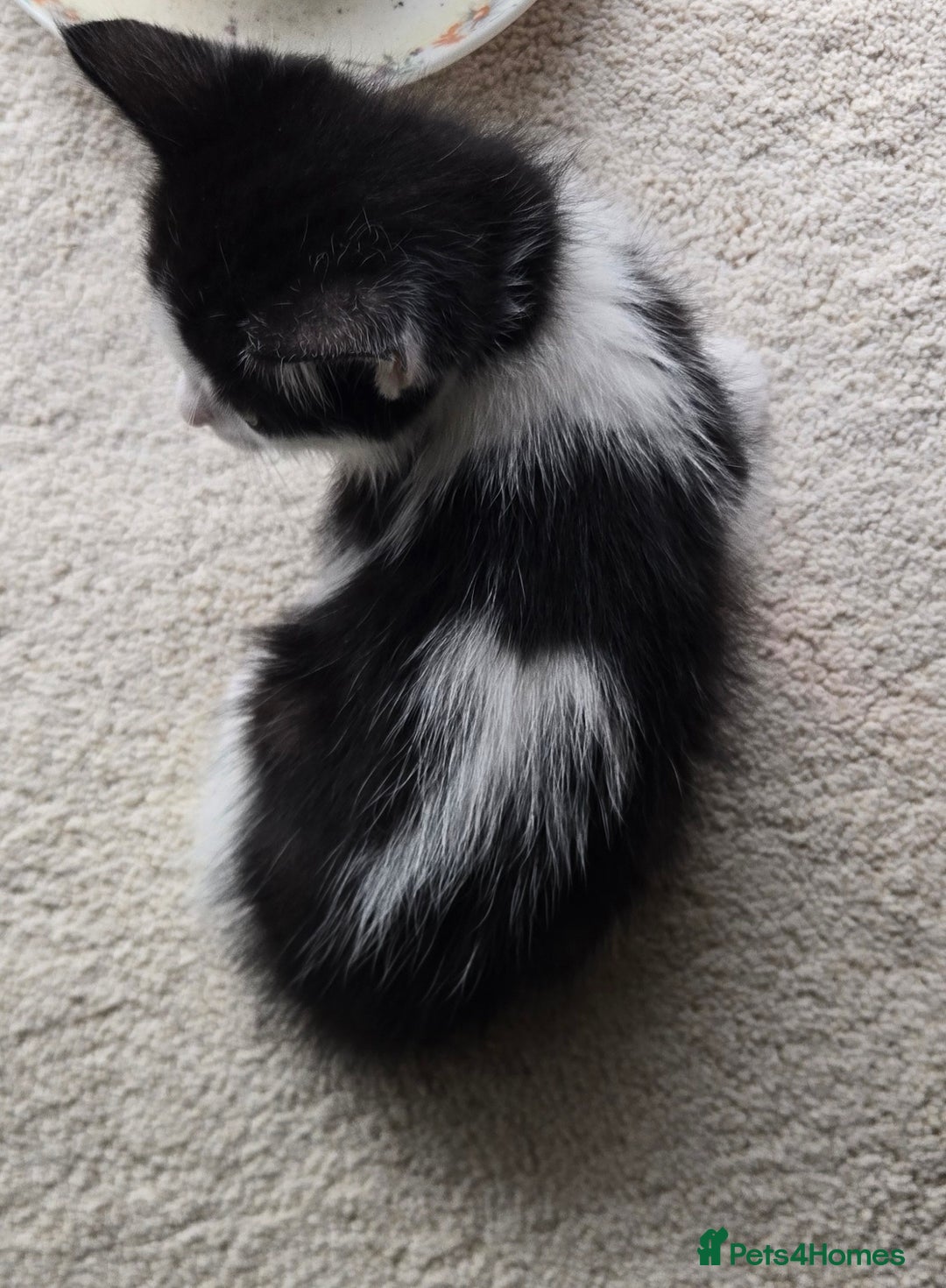 Mixed Breed cats for sale: Heart-Marked & Beautiful Kittens Ready - Image 4