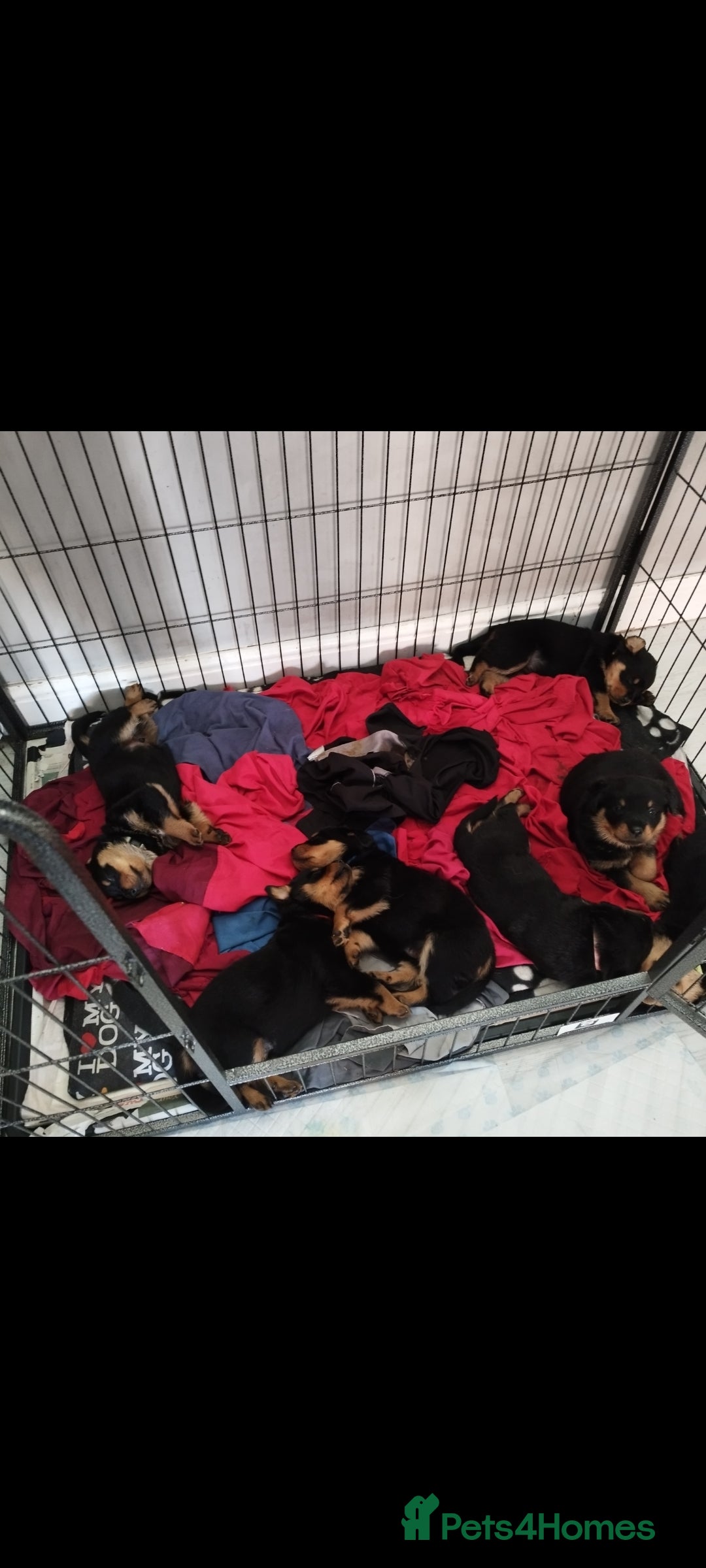 Rottweiler dogs for sale: Big Chunky litter of 7 Rottweilers  - Image 2