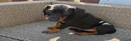 Dobermann dogs for sale: Champion and working lines KC Doberman litter - Advert 28