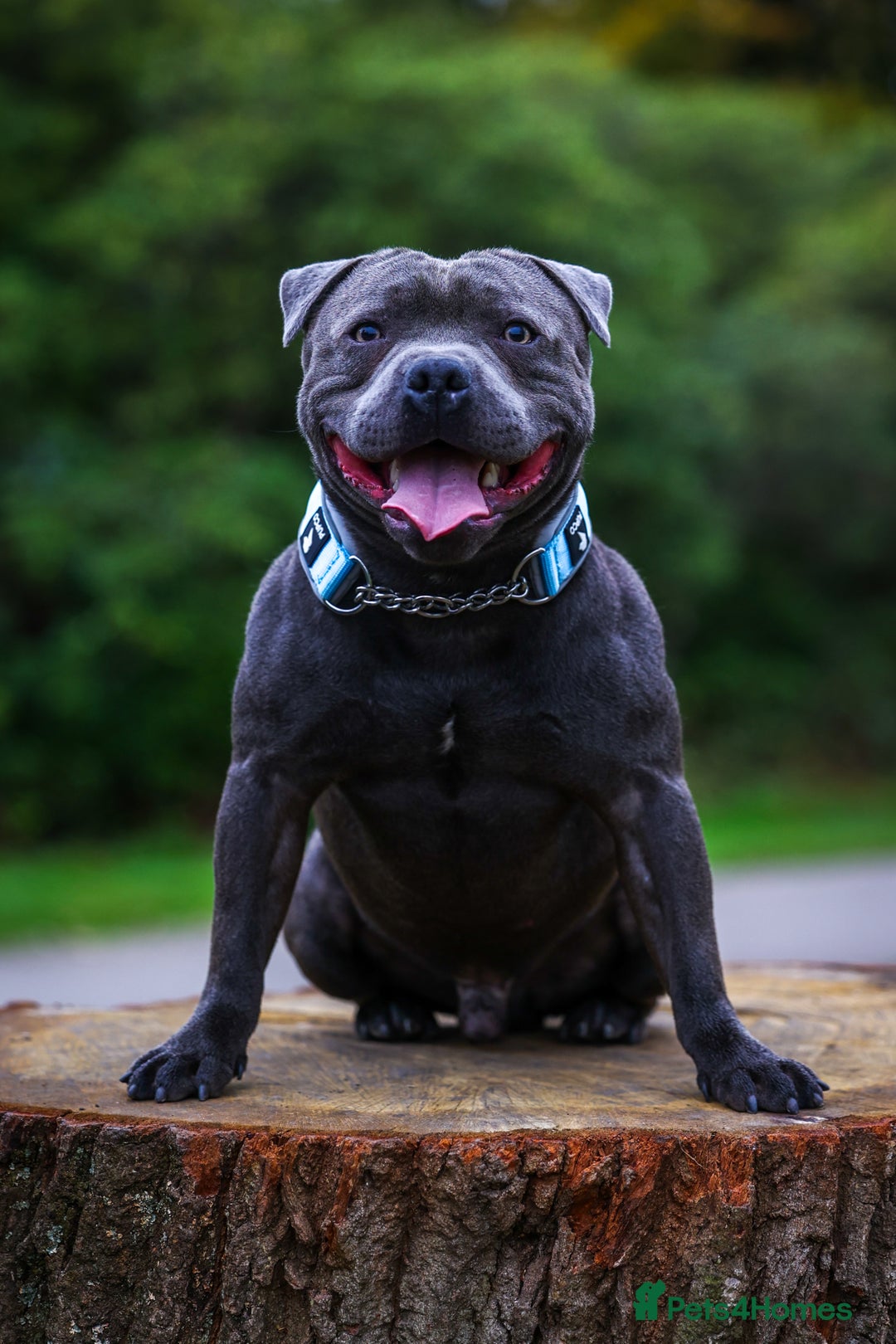 Staffordshire Bull Terrier dogs for stud: PROVEN Staffordshire bull terrier stud  - Advert 6