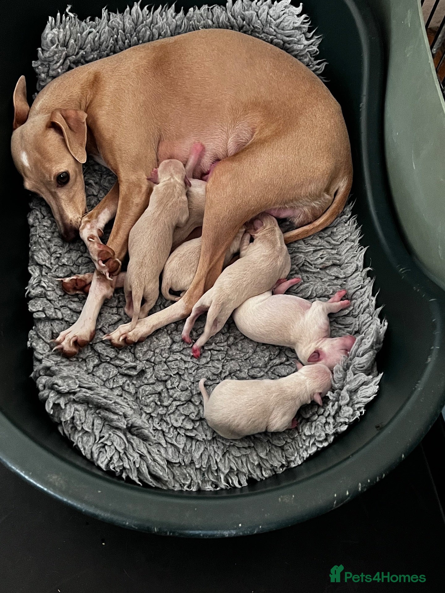 Italian Greyhound dogs Superb Quality ITALIAN GREYHOUND Puppies - Advert 2