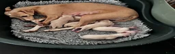 Italian Greyhound dogs for sale: Superb Quality ITALIAN GREYHOUND Puppies - Advert 1