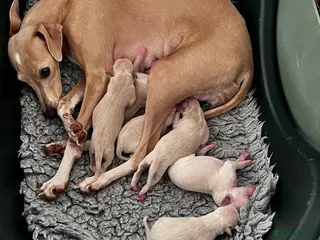 Italian Greyhound dogs Superb Quality ITALIAN GREYHOUND Puppies - Advert 2