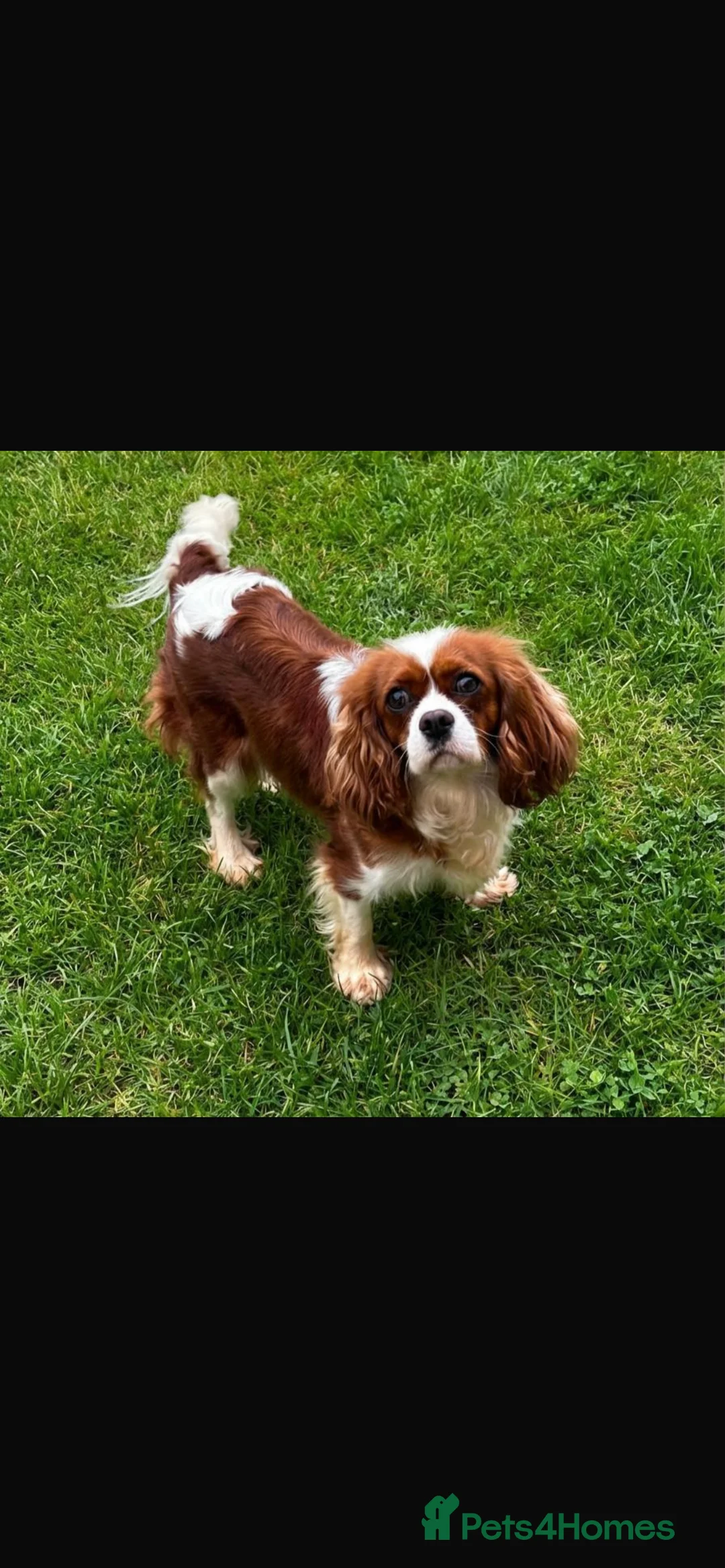 Cavalier King Charles Spaniel dogs for sale: Cavalier King Charles spaniel in Kenley - Advert 4