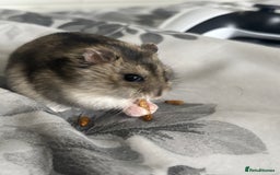 Hamster rodents for sale: 6 month old dwarf hamster for sale  - Image 2