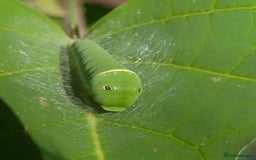 Mixed Breed invertebrates for sale: 5X Exotic Butterfly Chrysalises Tiger Swallowtails - Image 4