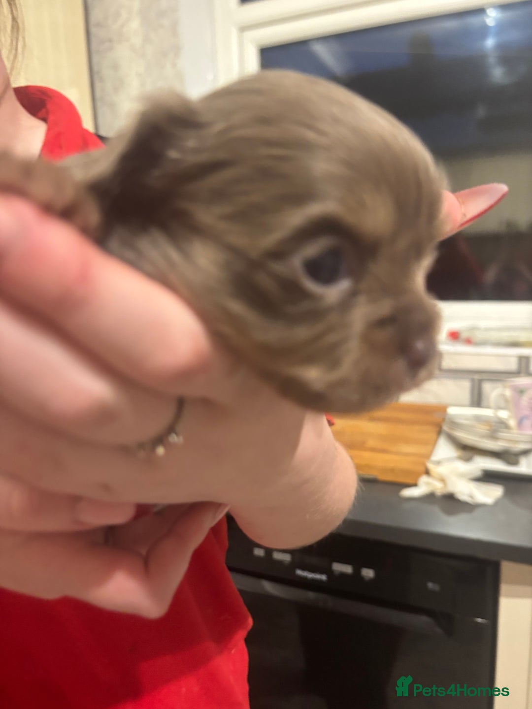 Chihuahua dogs for sale: Chihuahua pups - Advert 17