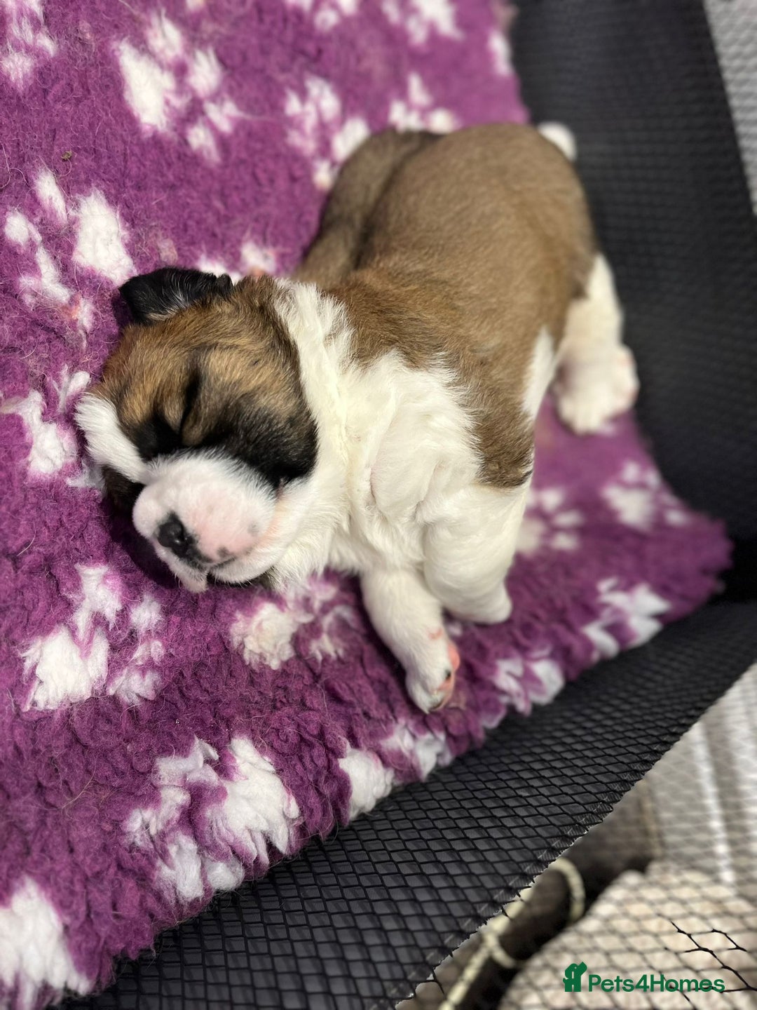 Saint Bernard dogs for sale: 2 beautiful boys for sale - Advert 7