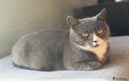 British Shorthair cats for sale: Kittens ready now  - Image 17