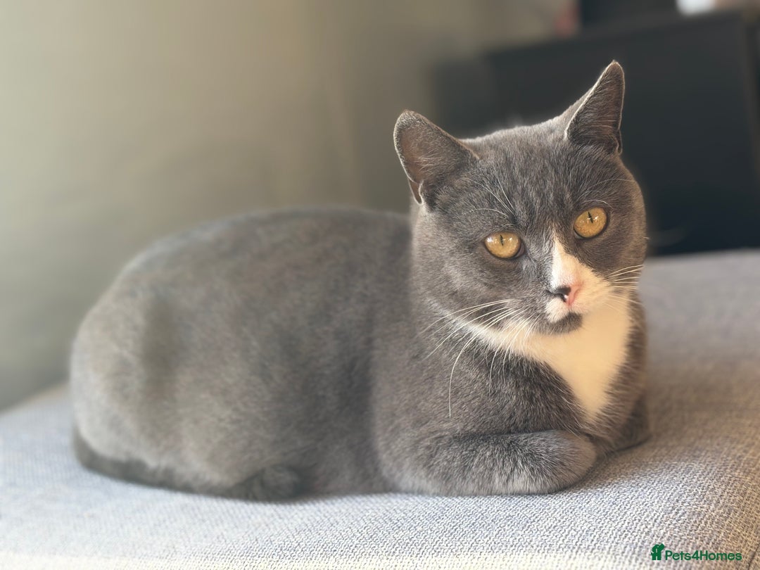 British Shorthair cats for sale: Kittens ready now  - Image 17