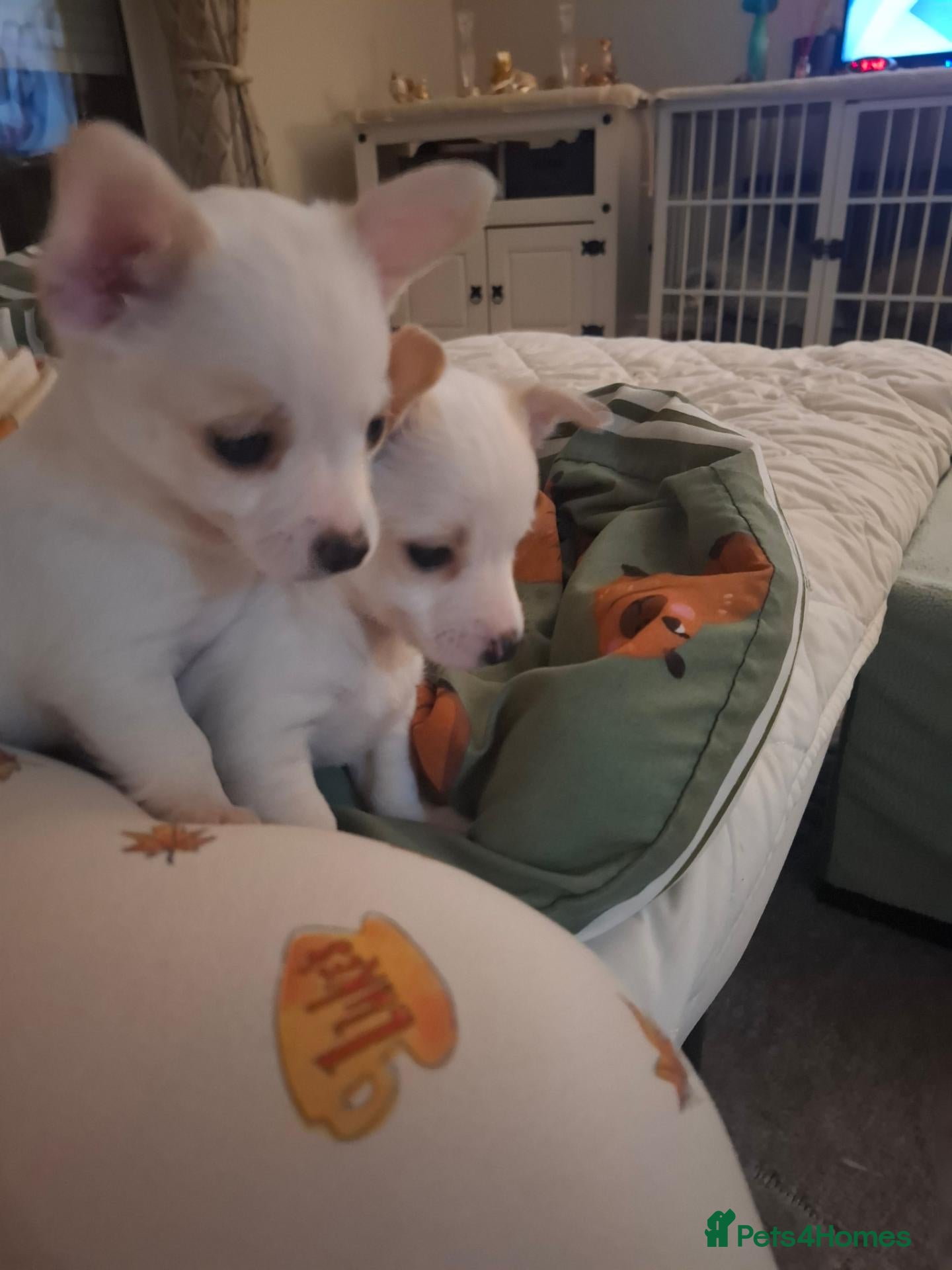 Jack Russell dogs for sale: Beautiful Jack Russell puppies for sale! - Advert 1