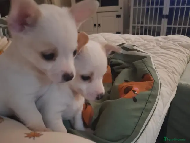 Jack Russell dogs for sale: Beautiful Jack Russell puppies for sale! - Advert 1