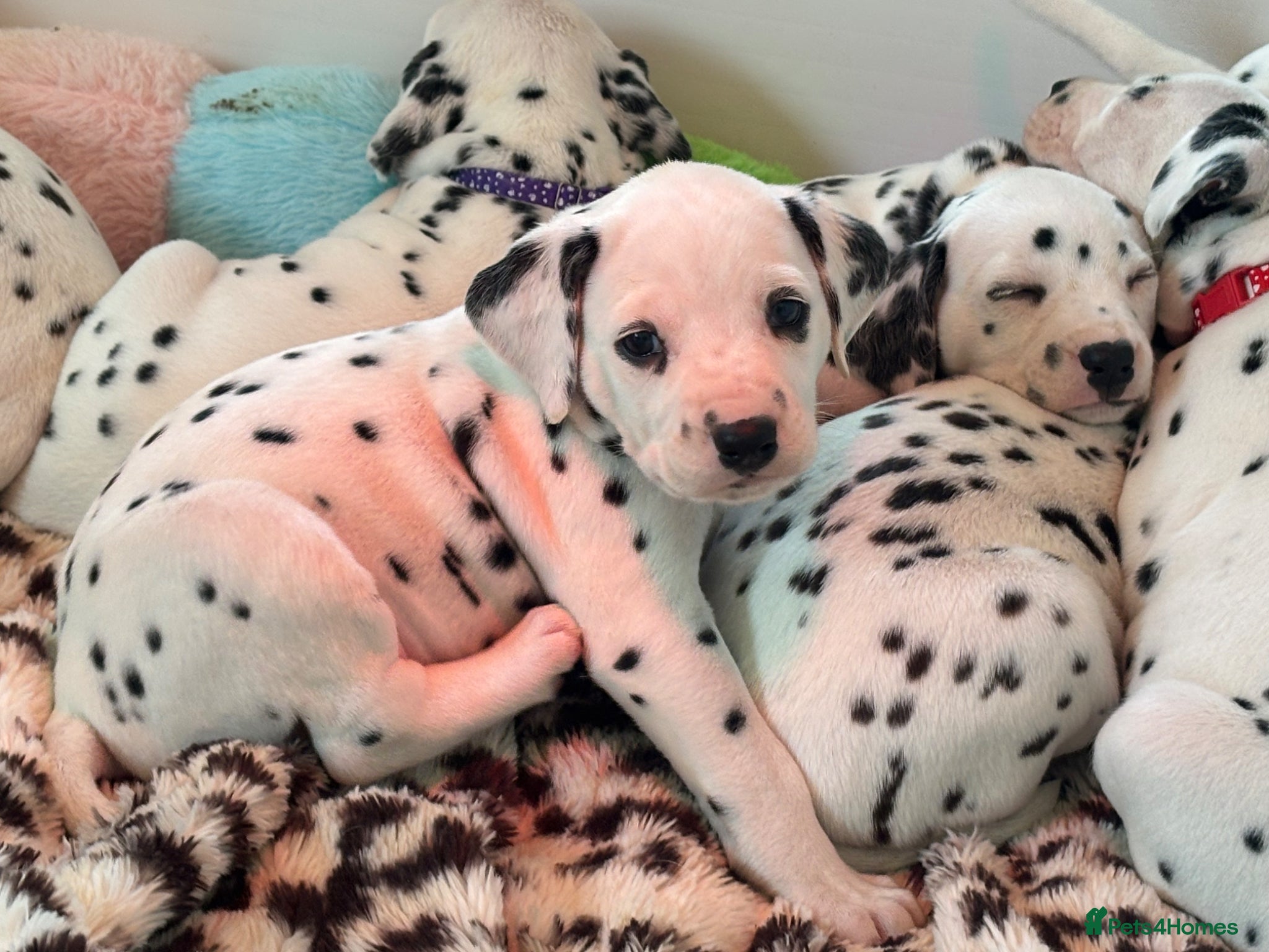 Dalmatian dogs KEEKEEDAL BOYS. Est 14yrs.  - Advert 1
