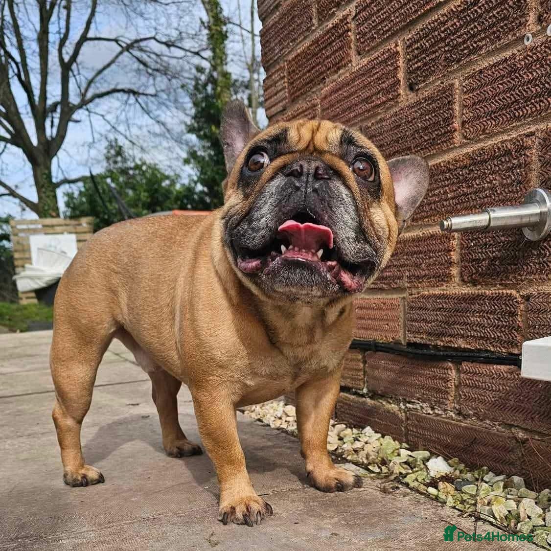 French Bulldog dogs MAX - looking for a loving home 🐾 🐾 - Advert 2