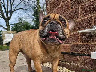French Bulldog dogs MAX - looking for a loving home 🐾 🐾 - Advert 2
