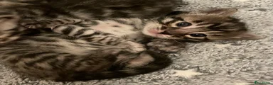 Bengal Kitten 1