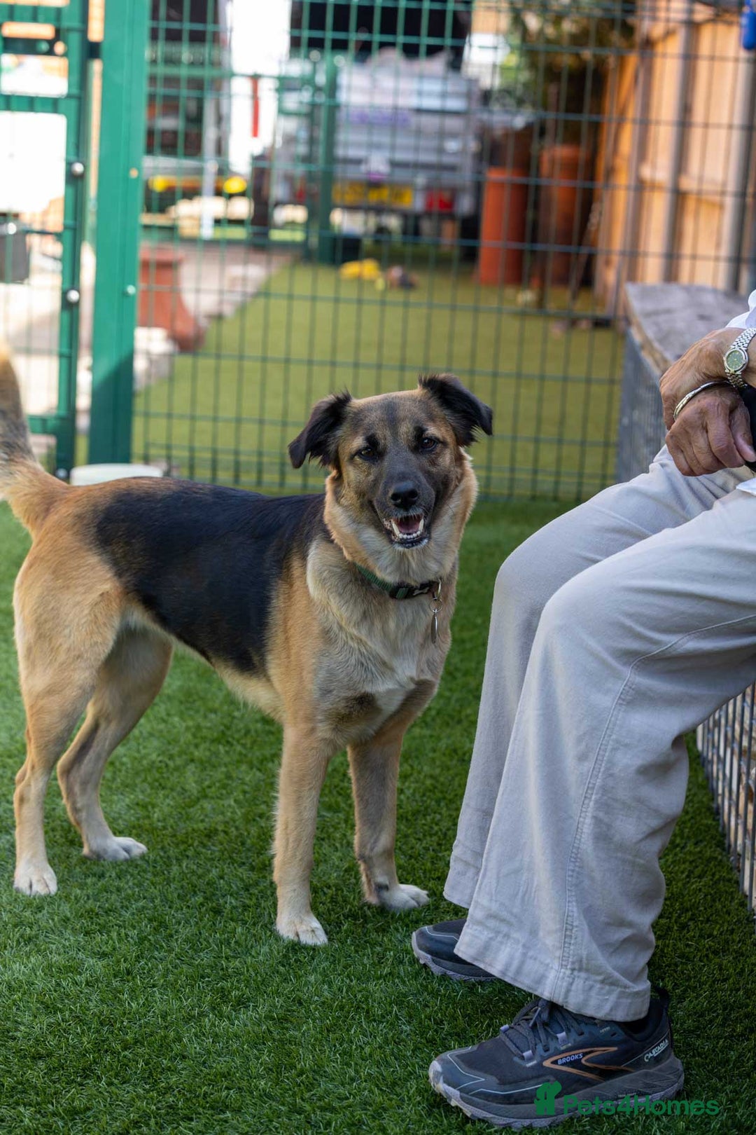 Mixed Breed dogs for adoption: Super Shelby - Image 6