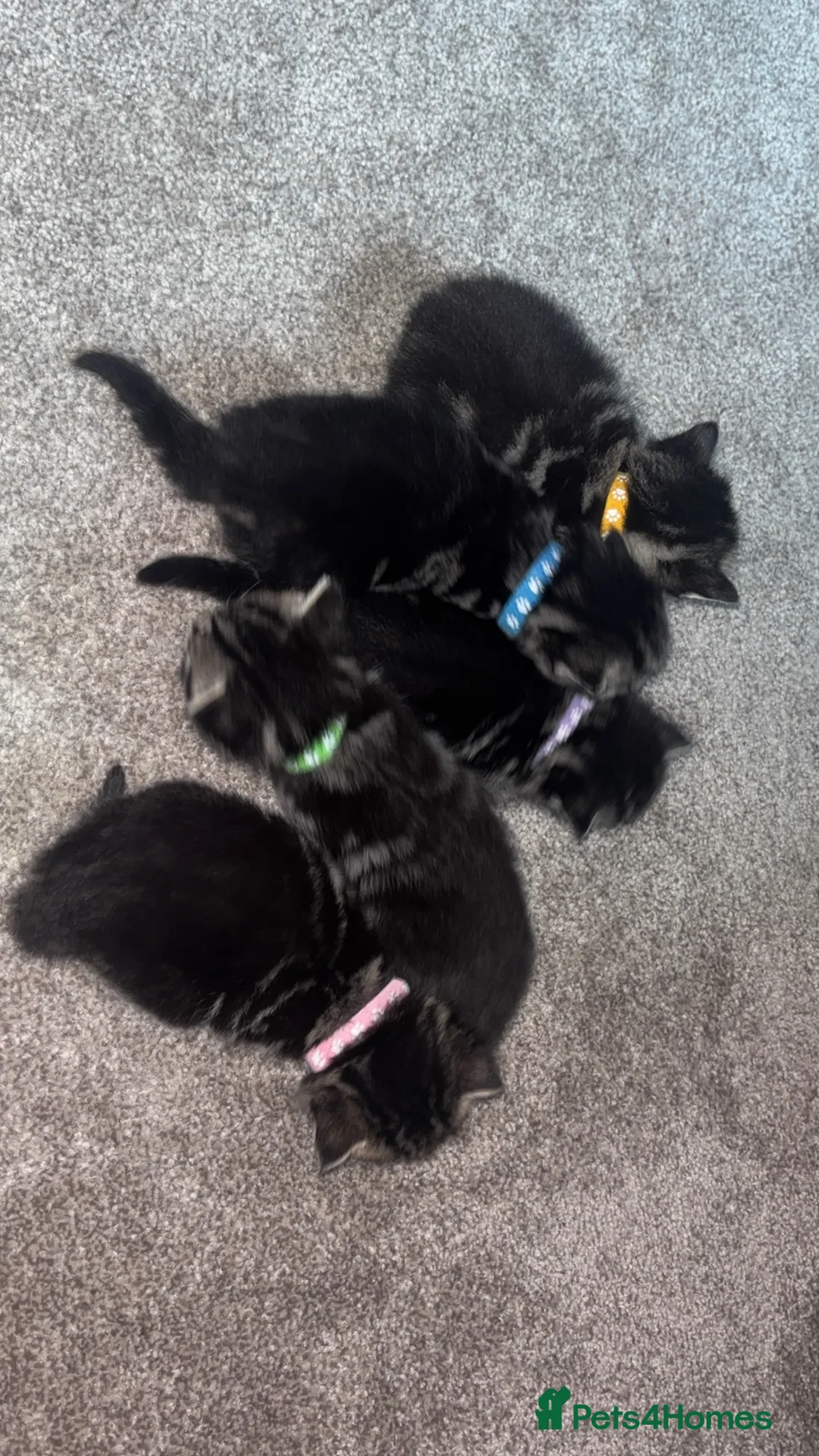 Mixed Breed cats for sale: 1:4 Mainecoon kittens  - Advert 10