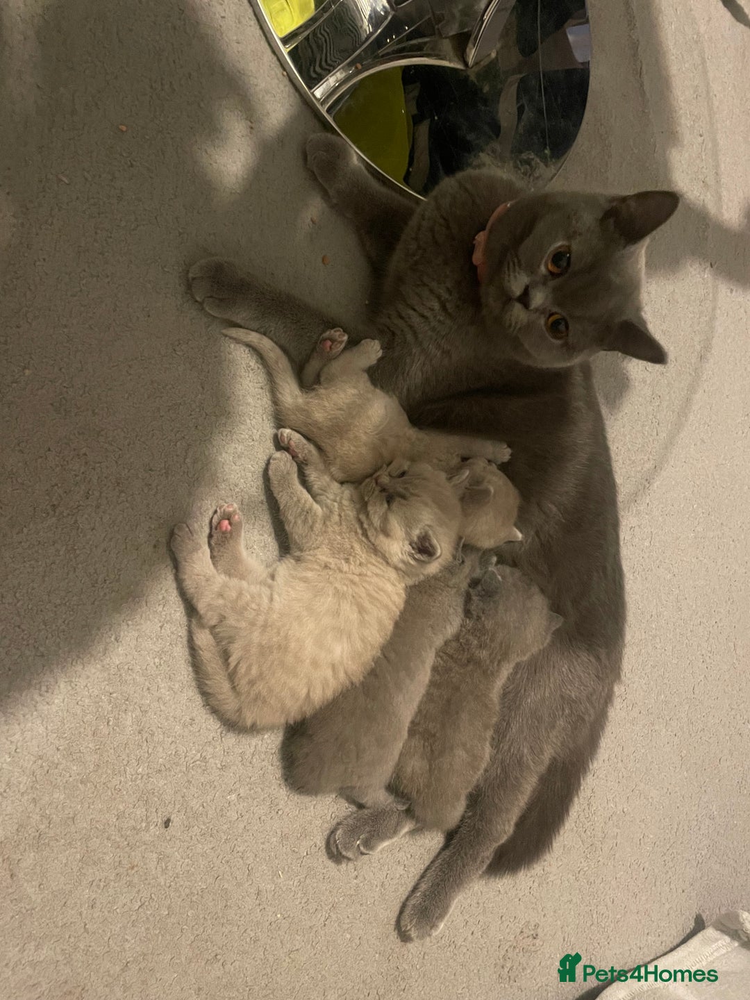 British Shorthair cats for sale:  Pedigree British shorthair kitten - Advert 14