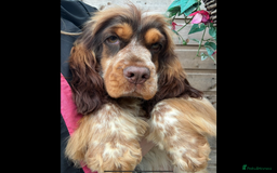 Cocker Spaniel dogs for sale: Gorgeous Tatty is seeking a fantastic family  - Image 9