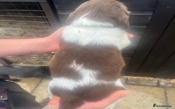 English Springer Spaniel dogs for sale: Kc registered English springer spaniel  - Image 8