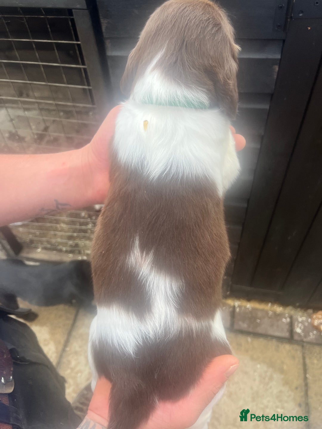 English Springer Spaniel dogs for sale: Kc registered English springer spaniel  - Image 8