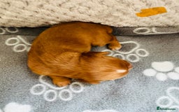 Cocker Spaniel dogs for sale: Red Cocker Spaniel Puppies - Image 13